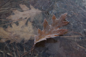 Avondale_Leaf_Frozen_Lake1_9063